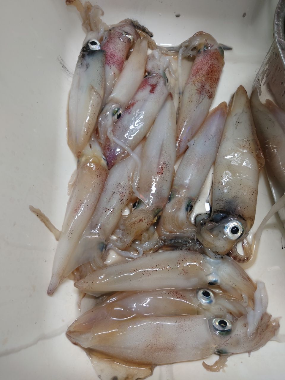 ipukissさんの釣果 3枚目の画像