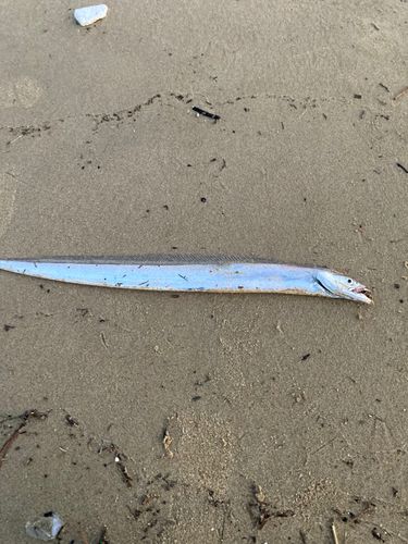 タチウオの釣果