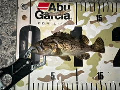 クロソイの釣果