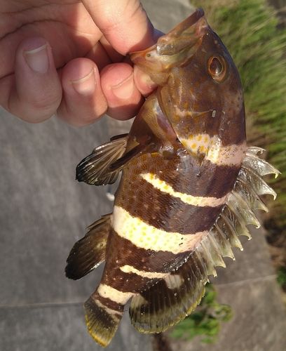 アオハタの釣果
