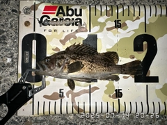 クロソイの釣果