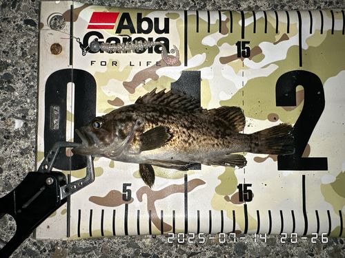 クロソイの釣果