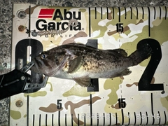 クロソイの釣果