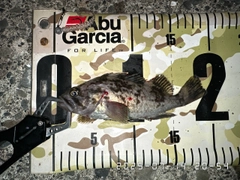 クロソイの釣果