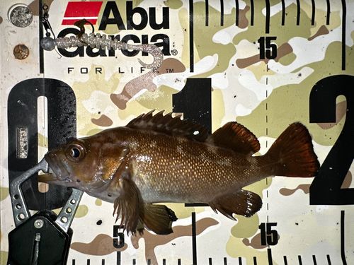 エゾメバルの釣果