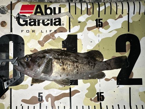 クロソイの釣果