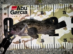 クロソイの釣果