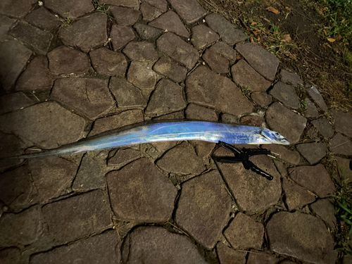 タチウオの釣果