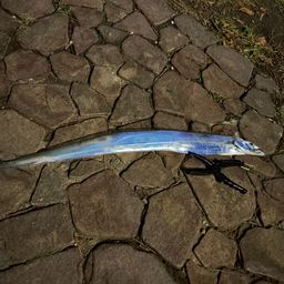 タチウオ