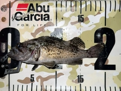 クロソイの釣果