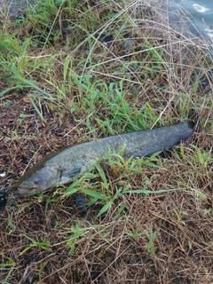 ナマズの釣果