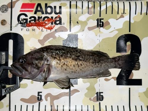 クロソイの釣果