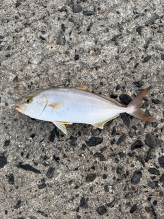 ネリゴの釣果