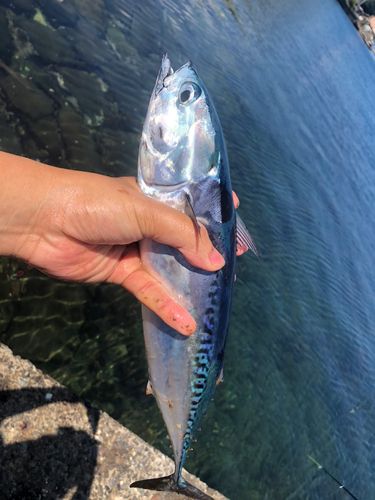 ソウダガツオの釣果
