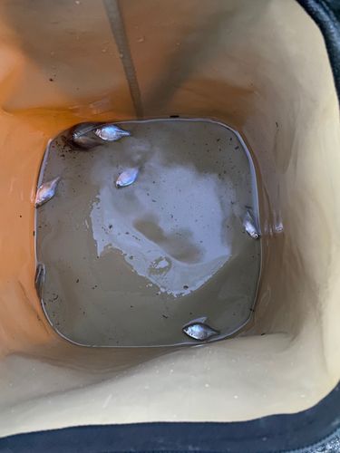 タイリクバラタナゴの釣果