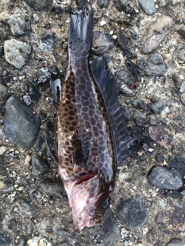 オオモンハタの釣果