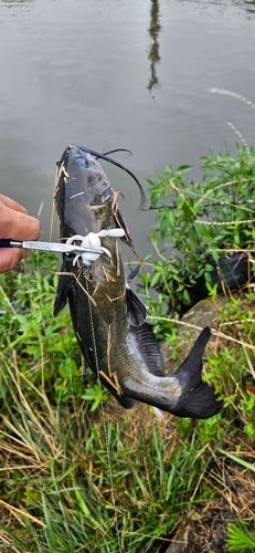 アメリカンキャットフィッシュの釣果