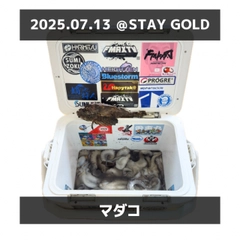 タコの釣果