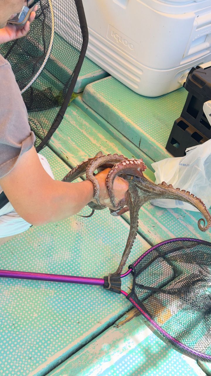 タコ