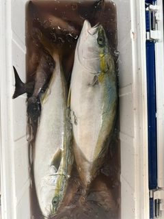 イナダの釣果