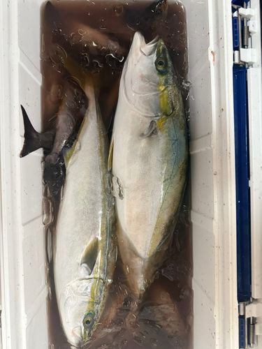 イサキの釣果