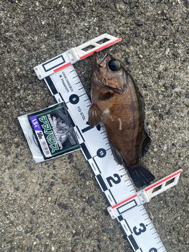 メバルの釣果
