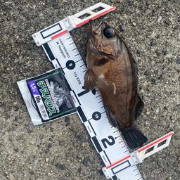 メバル
