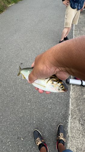 コノシロの釣果