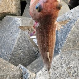 エソ