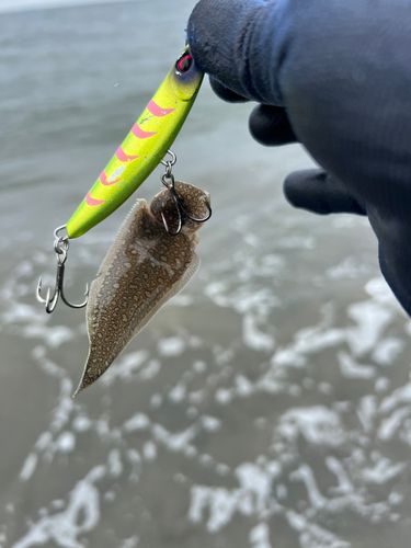 シタビラメの釣果