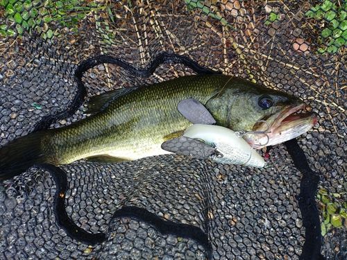 ラージマウスバスの釣果