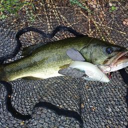 ラージマウスバス