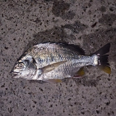 キビレの釣果