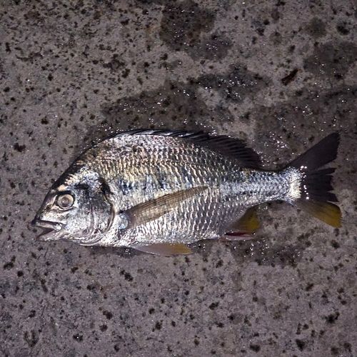 キビレの釣果