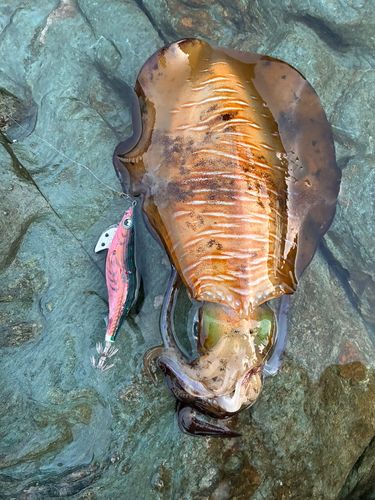 アオリイカの釣果