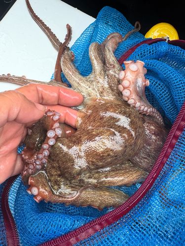 マダコの釣果