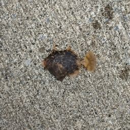 カワハギ