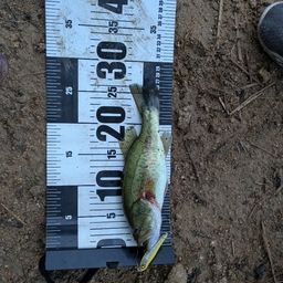 ラージマウスバス