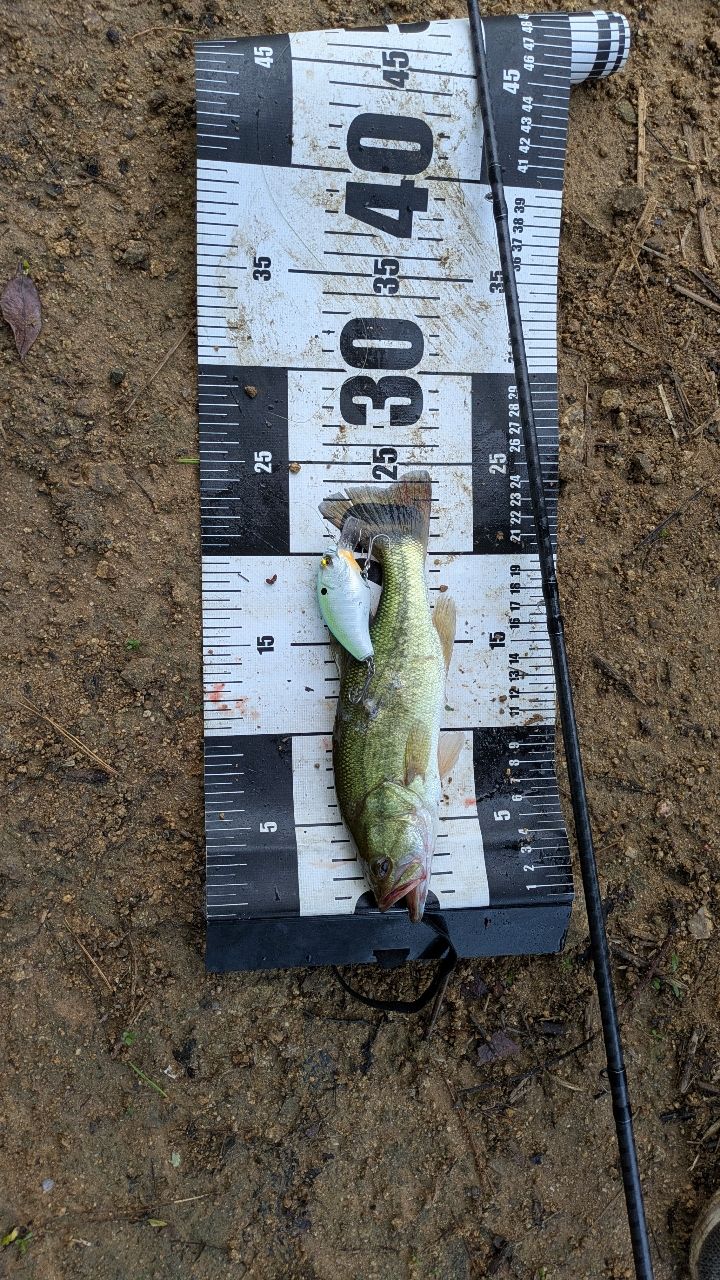 ラージマウスバス