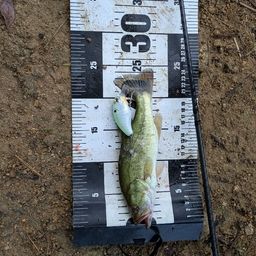 ラージマウスバス