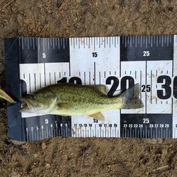 ラージマウスバス