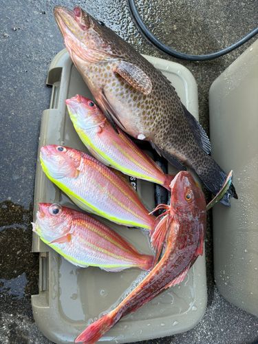 オオモンハタの釣果