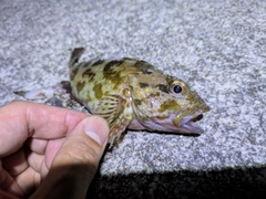 カサゴの釣果