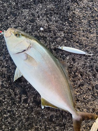 カンパチの釣果