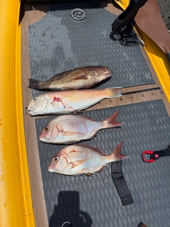 シロアマダイの釣果