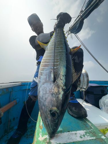 キハダマグロの釣果