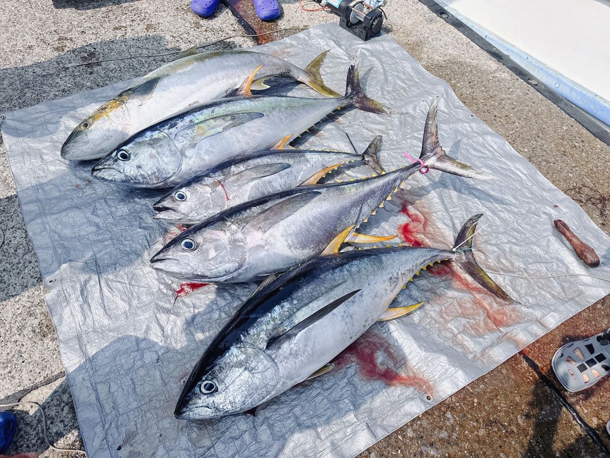 shizuシズさんの釣果 3枚目の画像