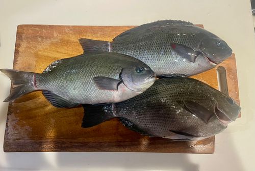 グレの釣果