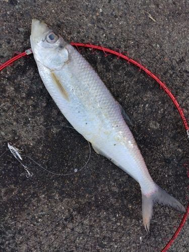 ヒラの釣果