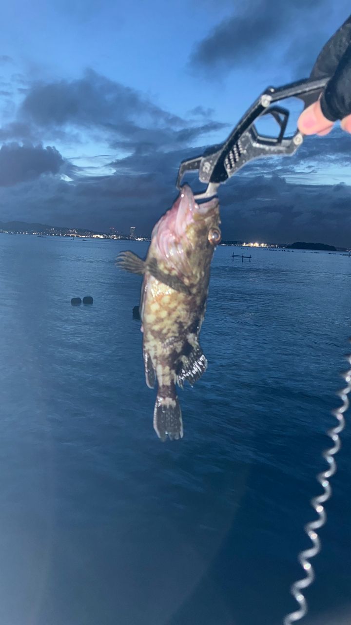 カサゴ